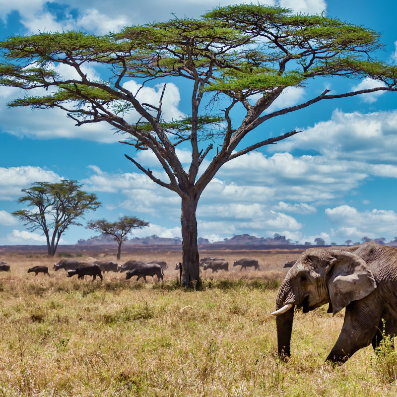 Estudia en Sudáfrica